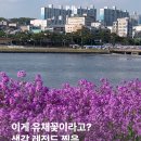 새희망 새영천(아트 | 영천 생태지구공원 대구 근교 보라유채꽃 명소 추천