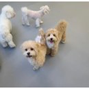 아름다운 개 이미지