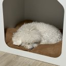 강아지삼촌 | 영종도애견카페 추천 평일엔 강아지유치원, 주말엔 애견카페! ‘댕댕존 애견유치원’ 솔직후기