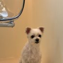 희망애견미용실 이미지