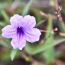 Ruellia Brittoniana 이미지