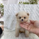 강아지랑 고양이 | 평창 강아지보호센터 고양이 후기입니다