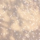 남연허브 이미지