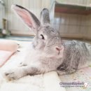 [토끼 건강검진] 9살 우유 건강검진 기록 - 수원 레이동물병원 임재규 원장님