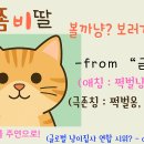 오마이멍멍 | 광고-7백만 마리가 시청한 광고? 쩍벌냥 쩍벌옹 드러눕냥 치즈냥이 금동이 치즈태비 내돈내산 영화 후기