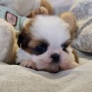 소향로55-15 이미지