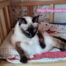 브리스윤서 이미지