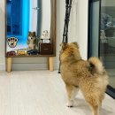 신발신은 강아지 이미지