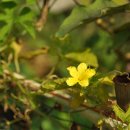 여주-0173 이미지