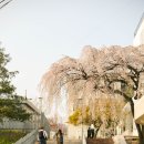 광주전남 이외에서 찍어본 16년 벚꽃 이미지