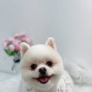 단비네펫살롱 이미지