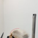 블루맘펫살롱 이미지