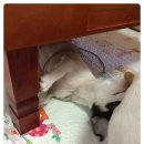 토군 이미지