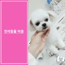 모현동물병원 | 전북 모현동물병원 : 말티즈 강아지 부분미용 후기 케이스!