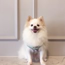 개가사는그집 이미지