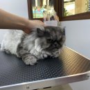 쥬디캣(Judy Cat) 이미지
