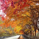 반딧불마트(시장) | 전북 무주 가볼만한곳 적상산 전망대 구천동 계곡 반딧불시장