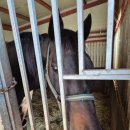 꼭지목장 이미지