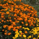 메리골드 이미지