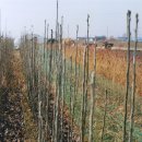 길림농장 이미지