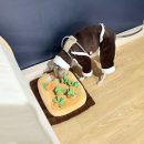 또바기스파글램핑 | 가평 또바기 스파 글램핑 후기 | 애견동반 완벽 시설로 다녀온 1박 2일 가족여행