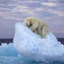 얼음침대에서 잠을 자는 북극곰 이미지