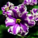 바이올렛 이미지