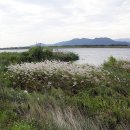 을숙도 생태공원 이미지