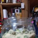 다래수확했어요, 다래의 효능 .다래 숙성법,먹는법. 이미지