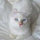 컬(Curl)