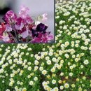 내마음의 풍차 이미지