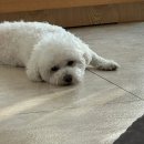 비치화이트애견펜션 이미지