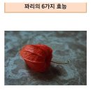 꽈리의 효능 이미지