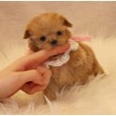 몽냥몽냥 강아지분양 일산점 이미지