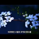 추억 속의 조팝나무 꽃 이미지