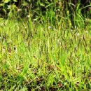 산천초목 이미지