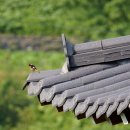 보리수마을 이미지