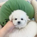 파밀리에드마스코타 천안두정점 천안강아지분양 천안고양이분양 이미지