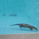 수달앤쥬 이미지