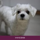 또바기동물병원
