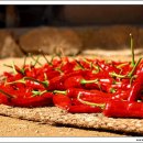 빨간고추