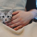 순한고양이 이미지