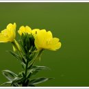 달맞이꽃-쌍떡잎식물 도금양목 바늘꽃과의 두해살이풀. 이미지