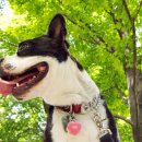 강아지산책 이미지