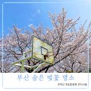 강서구-79 | 부산 강서구 녹산 숨은 벚꽃 명소, 현지 주민들만 아는 보람공원과 지사동 벚꽃거리