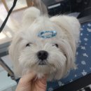 러블리애견미용실 이미지