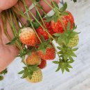 성연농장 이미지