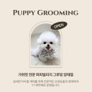 퍼피빌리지 이미지