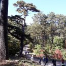 팔공산 아름다운도로 명품가로수길 | 감성 한 스푼, 낭만 한 조각' 한국의 아름다운 길 100선, 계절별 감성