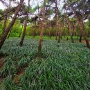 삼선산수목원 숲속도서관 | 당진의 숨은 명소, 삼선산수목원